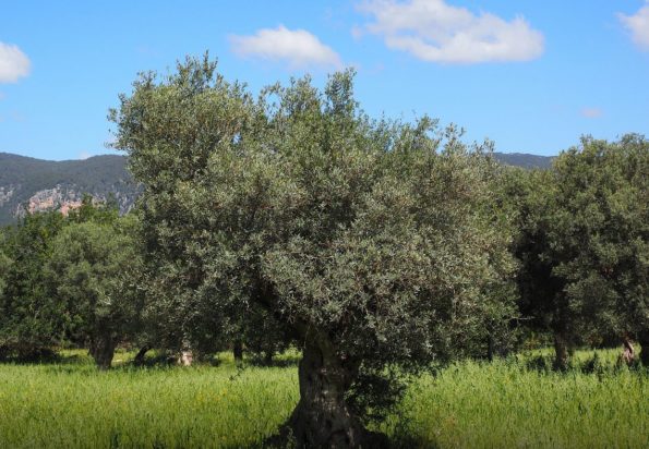 ενίσχυση