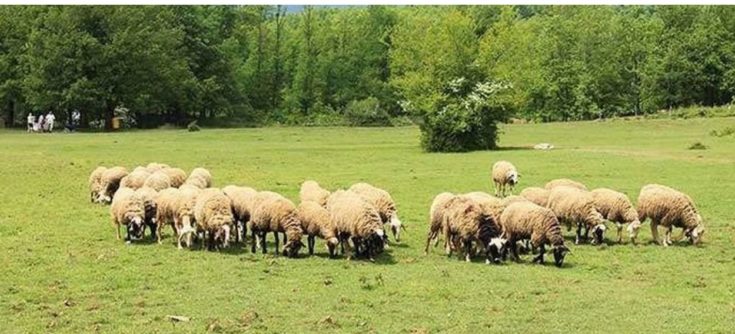 κτηνοτρόφοι