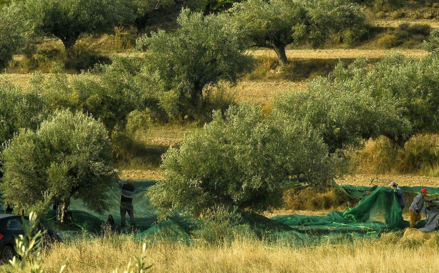ελιά